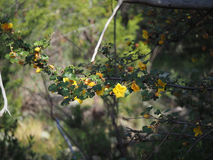 Fremontodendron mexicanum Fremontodendron mexicanum