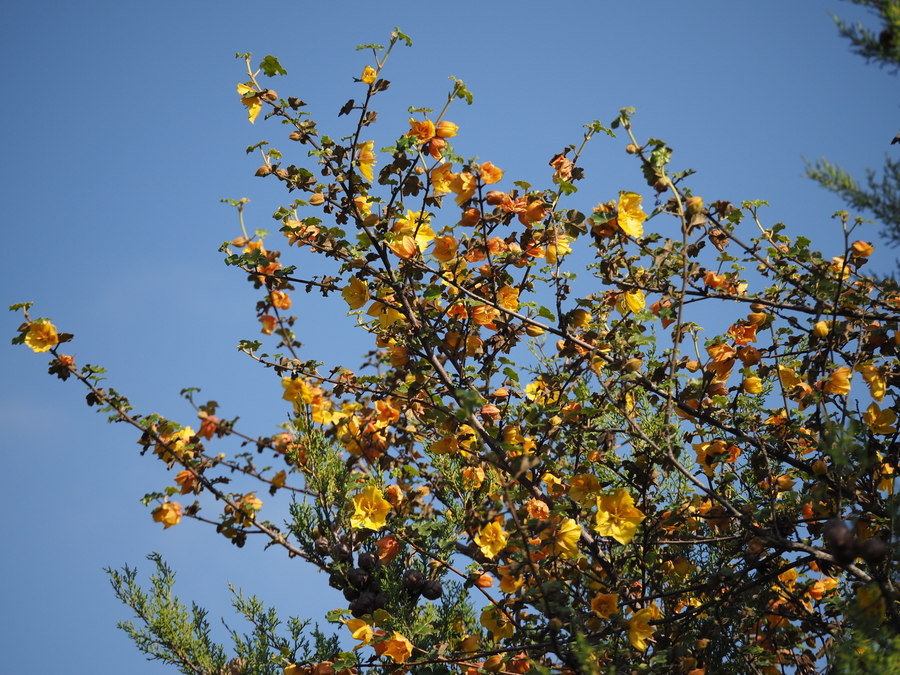 Fremontodendron mexicanum Fremontodendron mexicanum