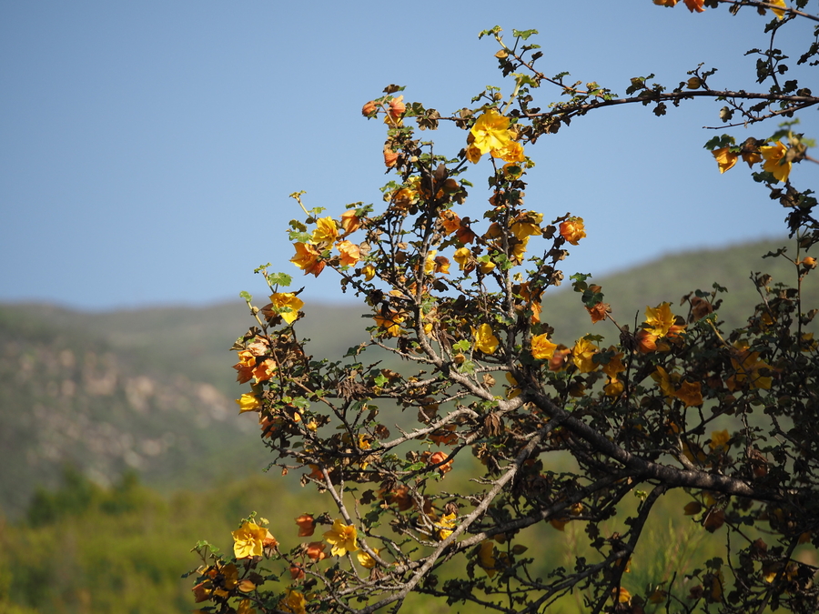 Fremontodendron mexicanum