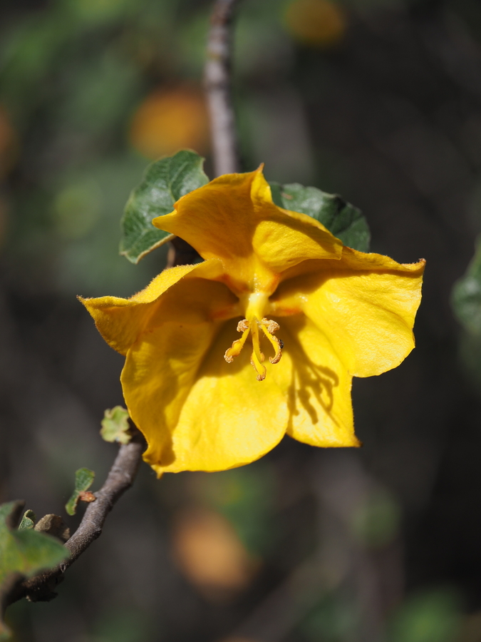 Fremontodendron mexicanum