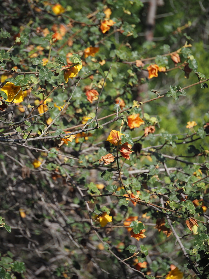 Fremontodendron mexicanum Fremontodendron mexicanum