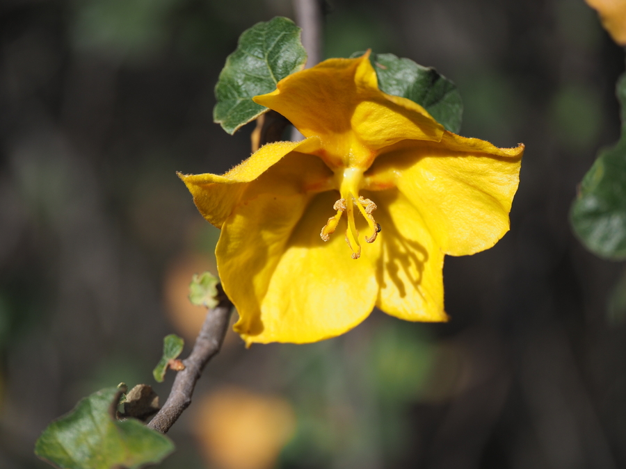Fremontodendron mexicanum Fremontodendron mexicanum