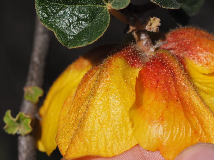 Fremontodendron mexicanum Fremontodendron mexicanum