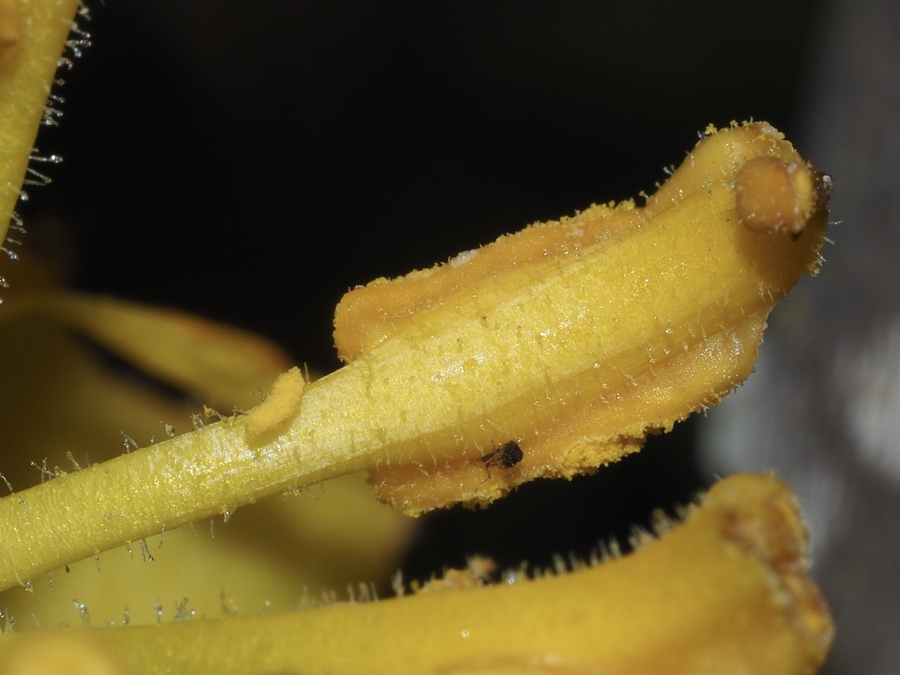 Fremontodendron mexicanum Fremontodendron mexicanum