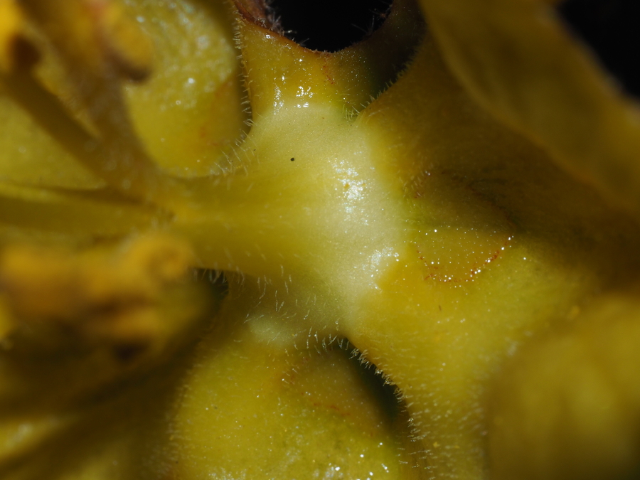 Fremontodendron mexicanum Fremontodendron mexicanum