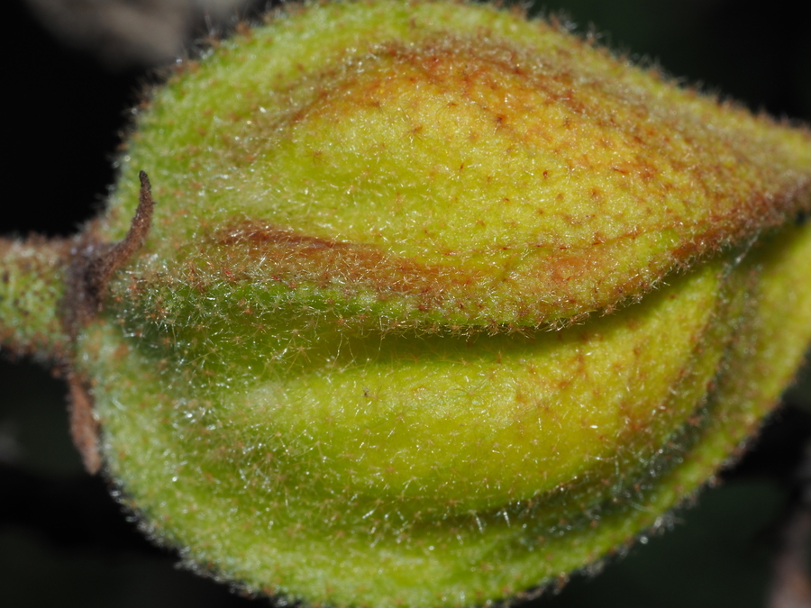 Fremontodendron mexicanum