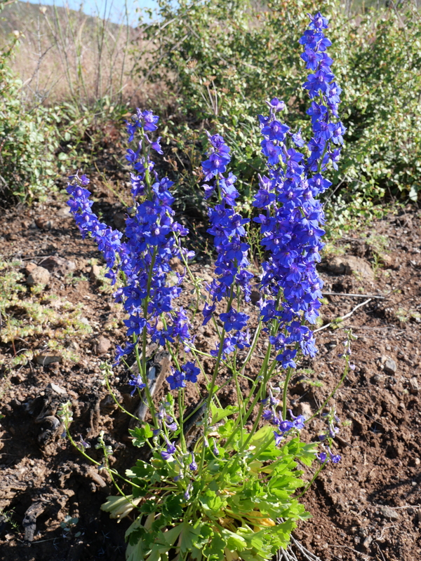 Delphinium hesperium Delphinium hesperium