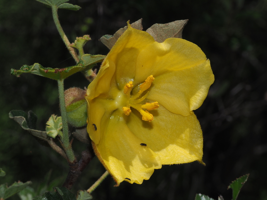 Fremontodendron mexicanum Fremontodendron mexicanum