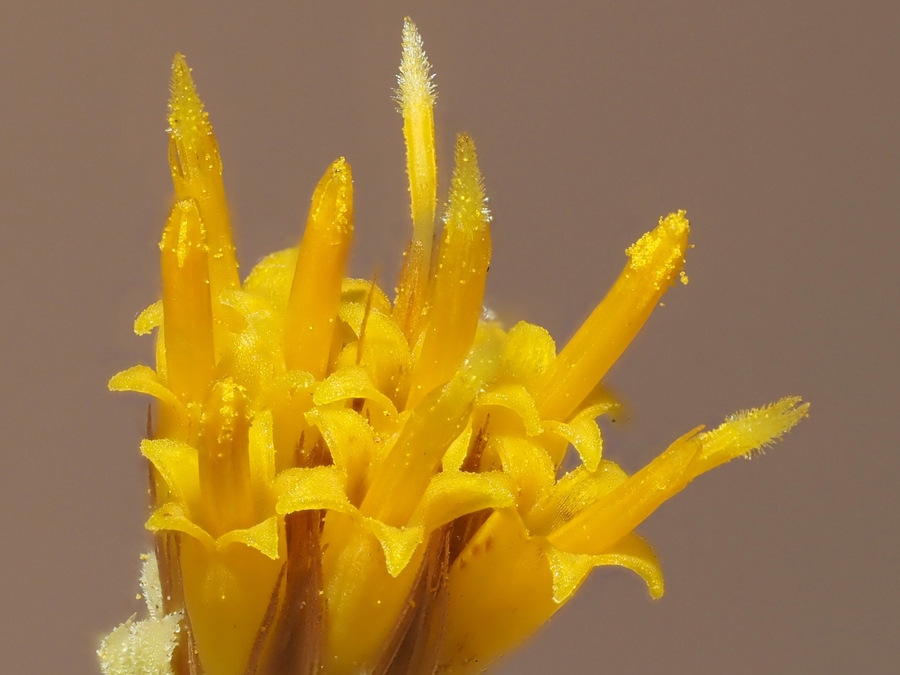 Hazardia squarrosa Hazardia squarrosa
