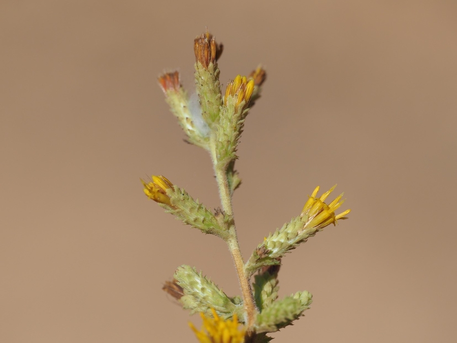 Hazardia squarrosa Hazardia squarrosa