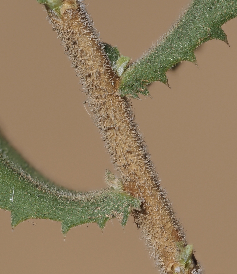 Hazardia squarrosa Hazardia squarrosa