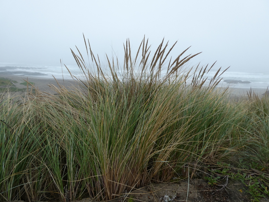 Ammophila arenaria
