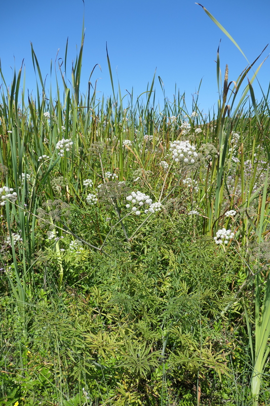 Cicuta douglasii