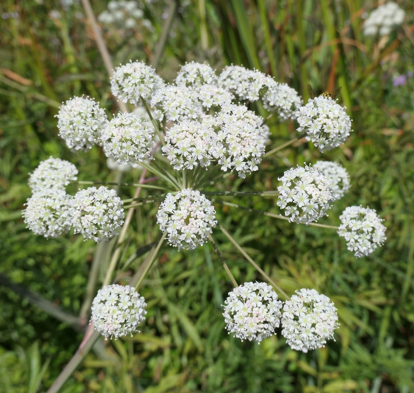 Cicuta douglasii