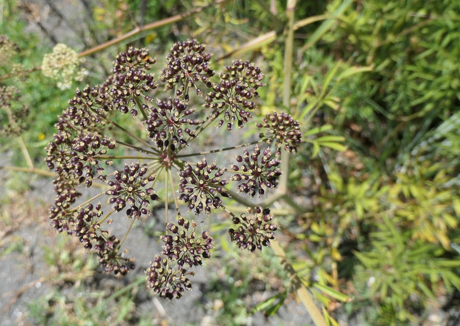 Cicuta douglasii