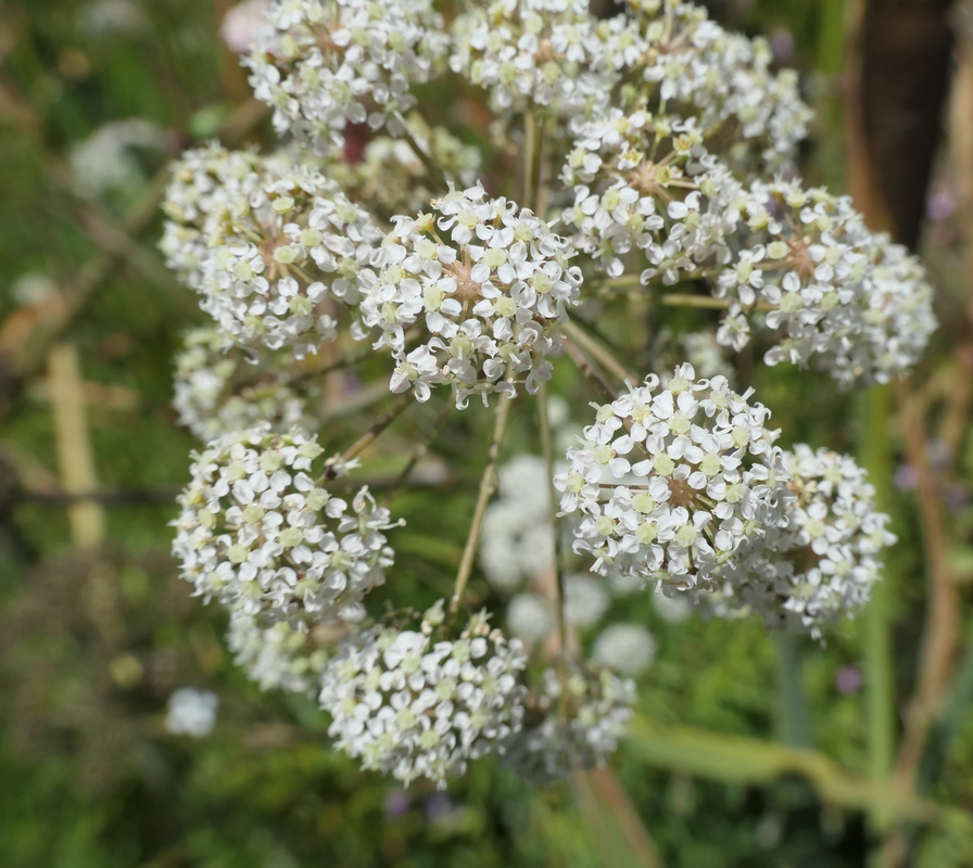 Cicuta douglasii