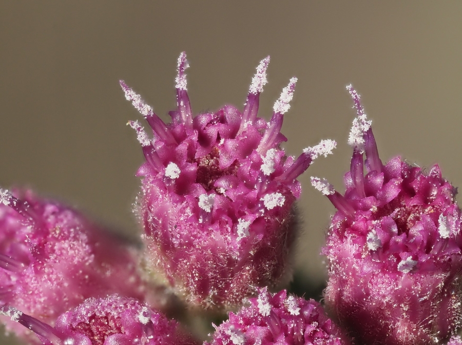 Pluchea odorata var. odorata