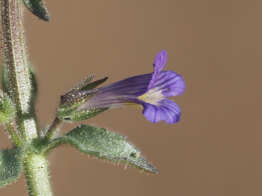 Stemodia durantifolia Stemodia durantifolia