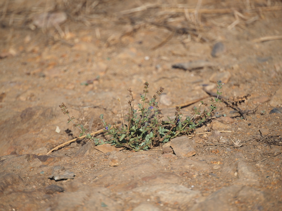 Stemodia durantifolia Stemodia durantifolia