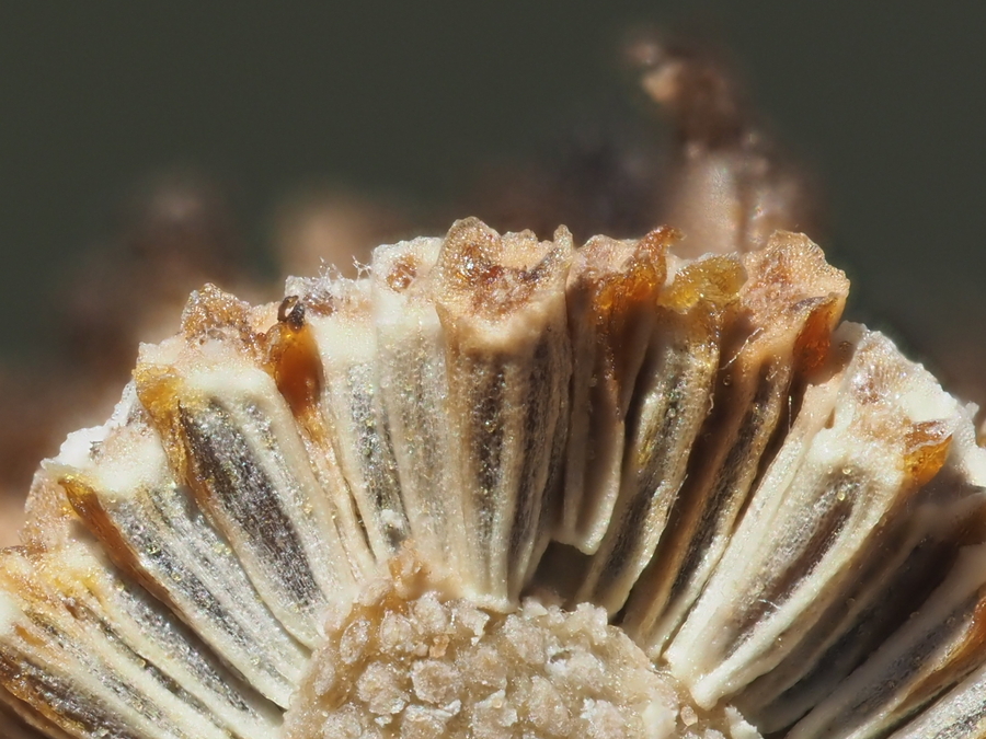 Matricaria occidentalis