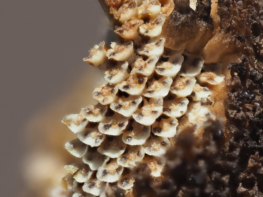 Matricaria occidentalis