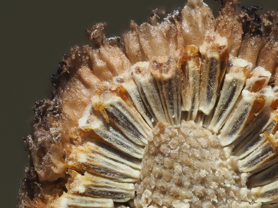 Matricaria occidentalis