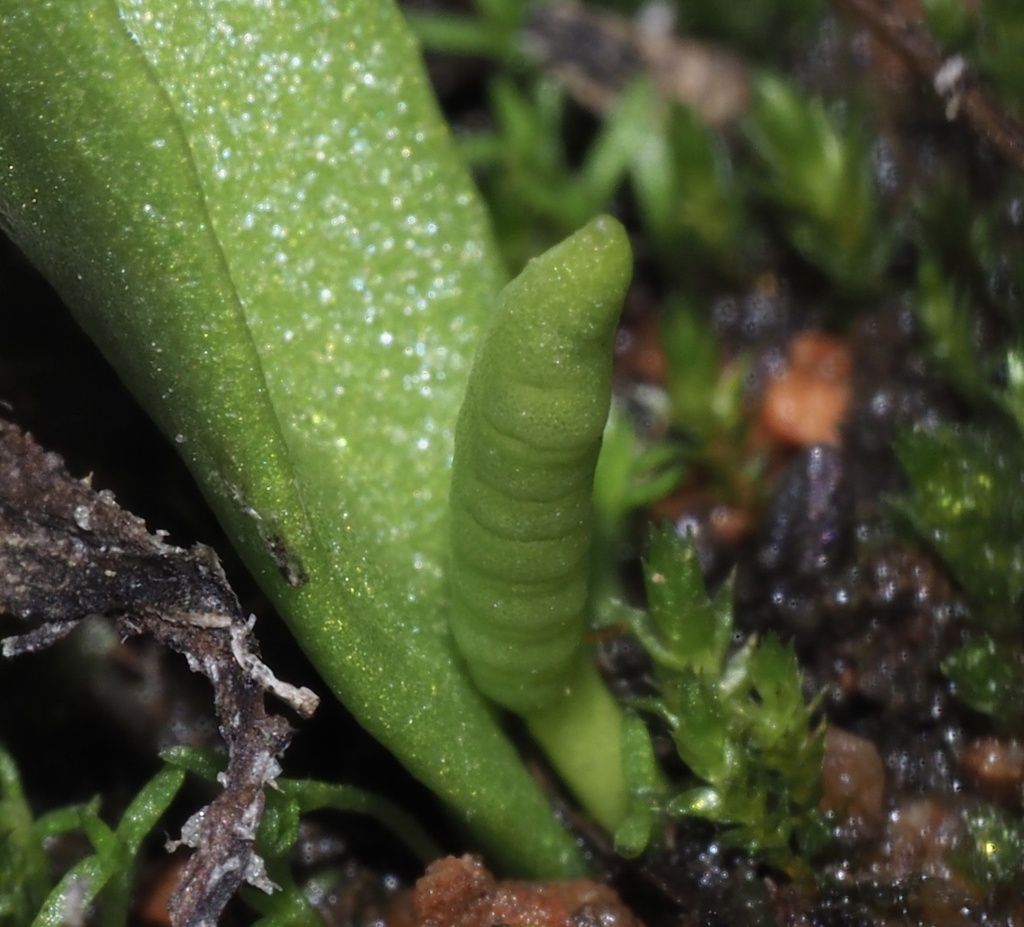 Ophioglossum californicum Ophioglossum californicum