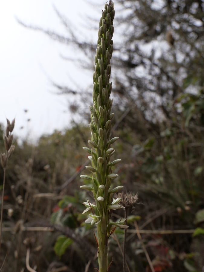 Piperia elegans ssp. decurtata Piperia elegans ssp. decurtata