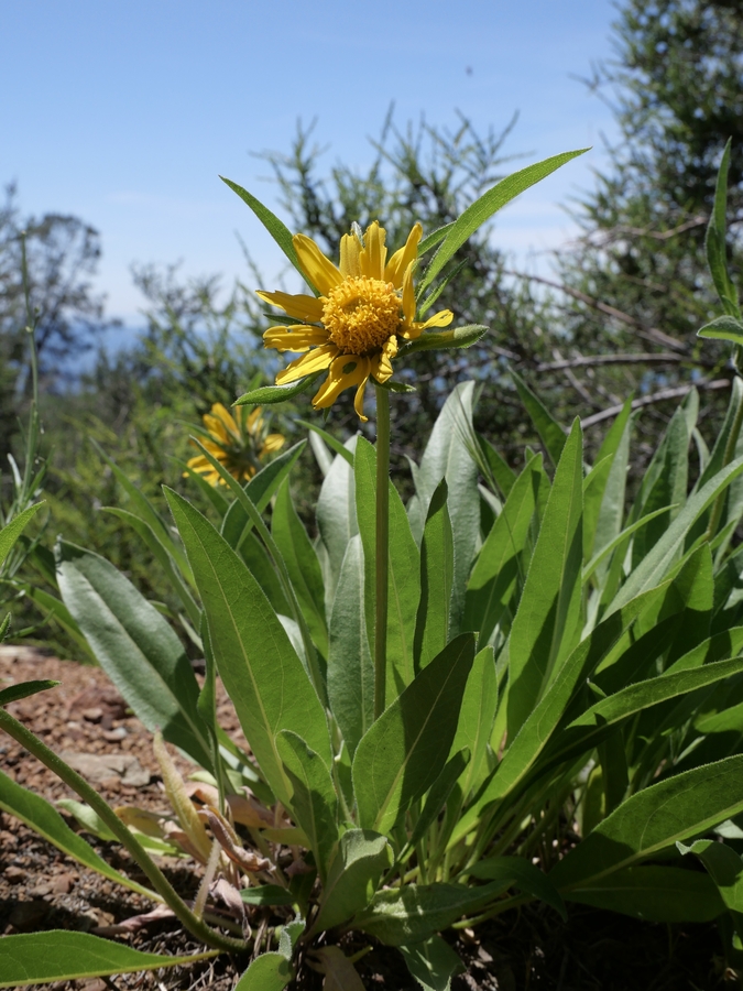 Helianthella castanea Helianthella castanea