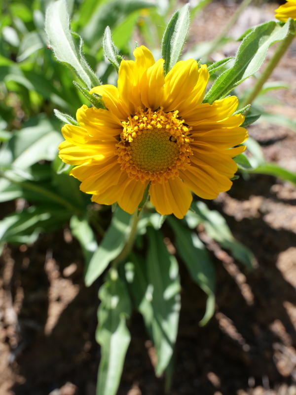 Helianthella castanea Helianthella castanea