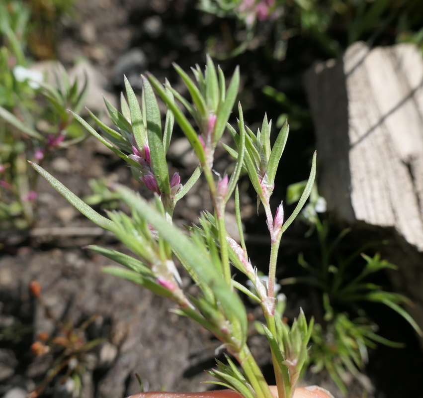 Polygonum polygaloides ssp. kelloggii
