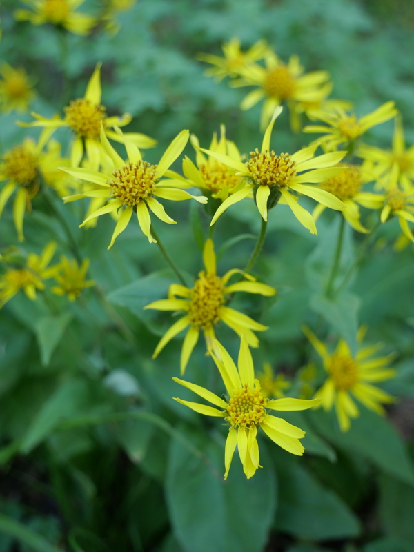 Arnica mollis