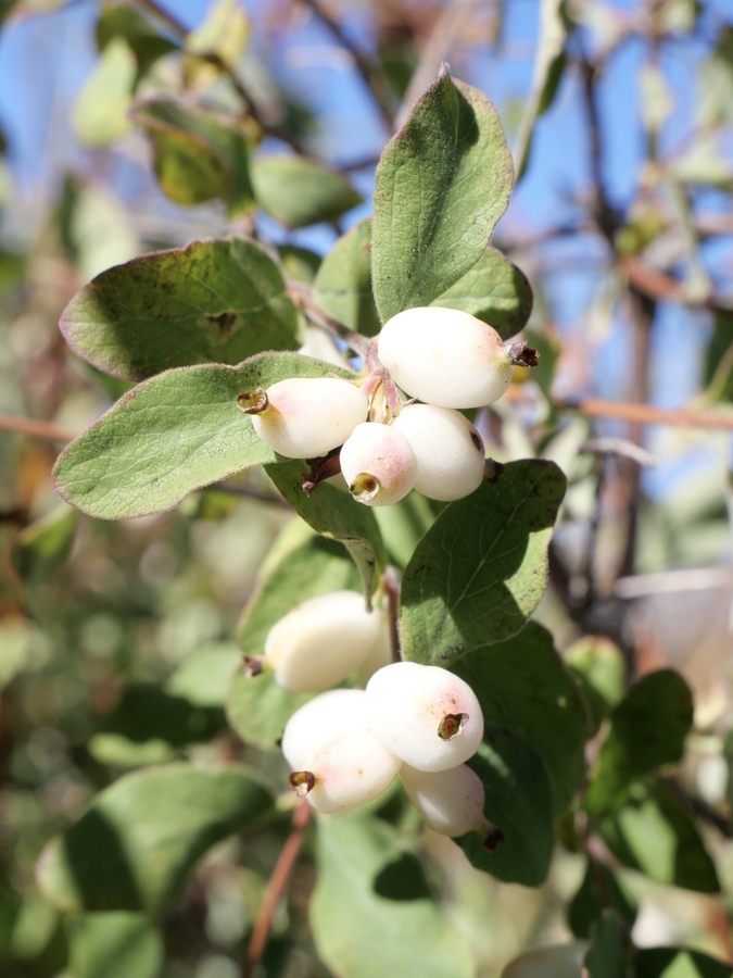 Symphoricarpos rotundifolius Symphoricarpos rotundifolius
