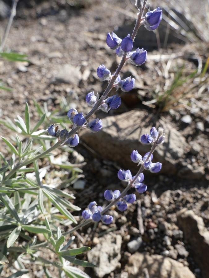 Lupinus argenteus