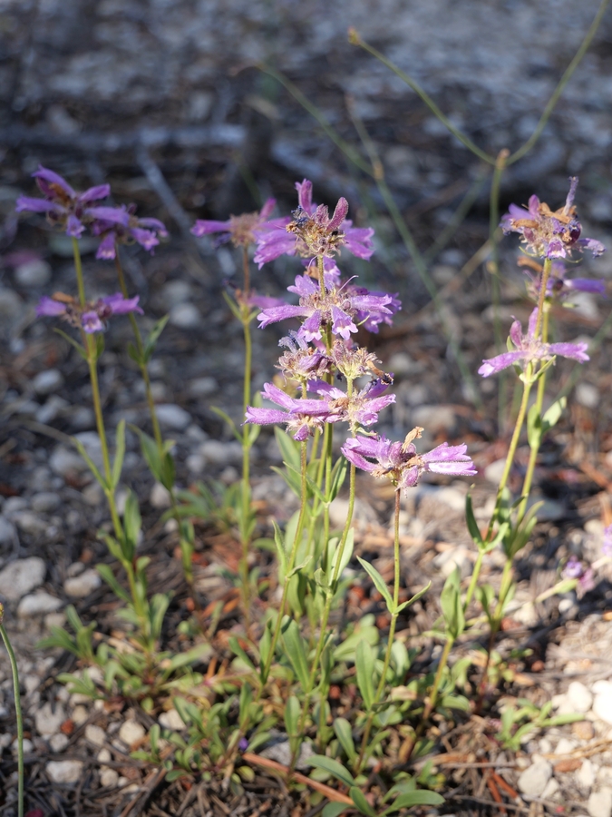 Penstemon heterodoxus Penstemon heterodoxus