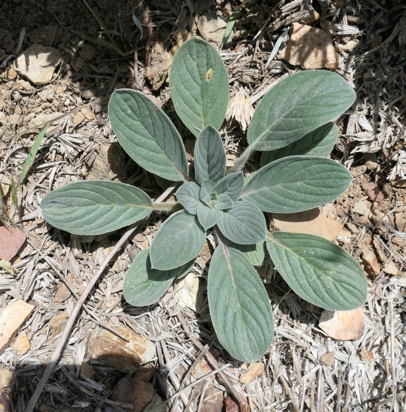 Phacelia hastata