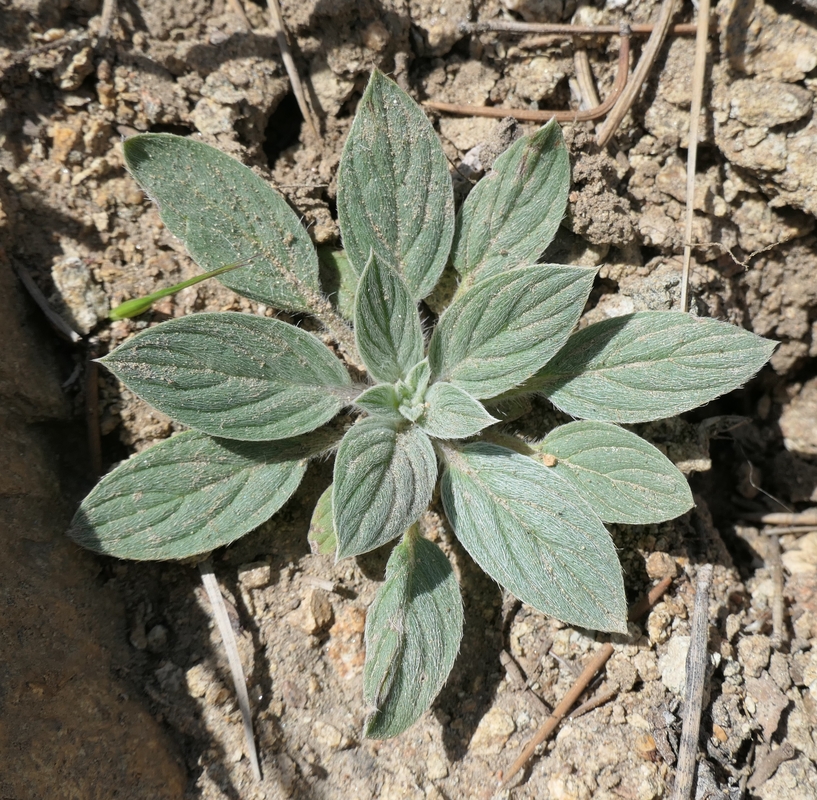 Phacelia hastata