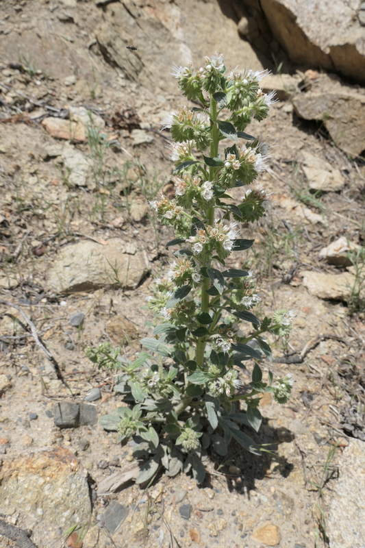 Phacelia hastata