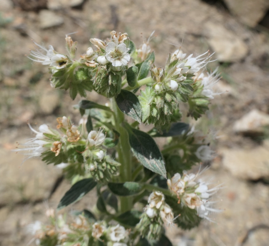 Phacelia hastata