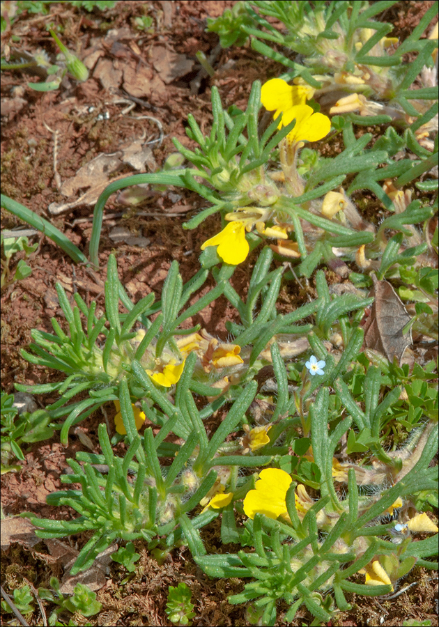 Ajuga chamaepitys ssp. chamaepitys