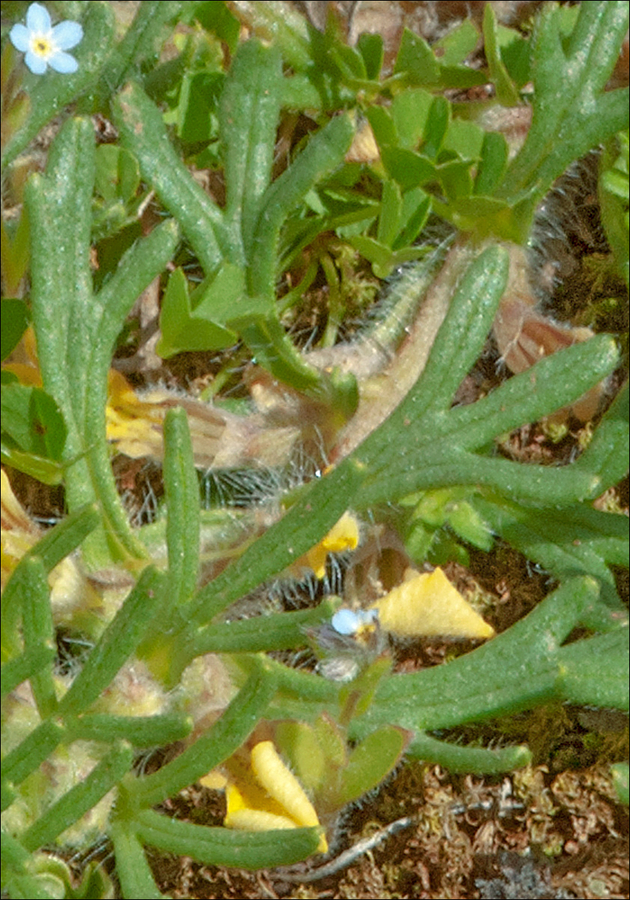 Ajuga chamaepitys ssp. chamaepitys
