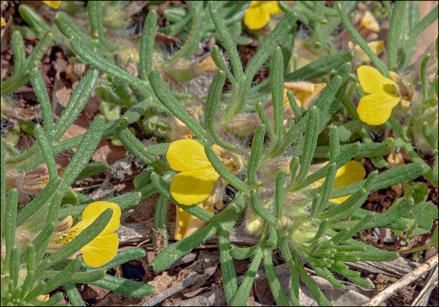 Ajuga chamaepitys ssp. chamaepitys