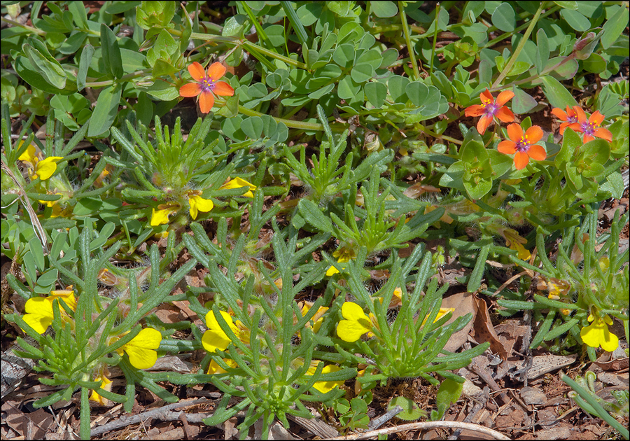 Ajuga chamaepitys ssp. chamaepitys