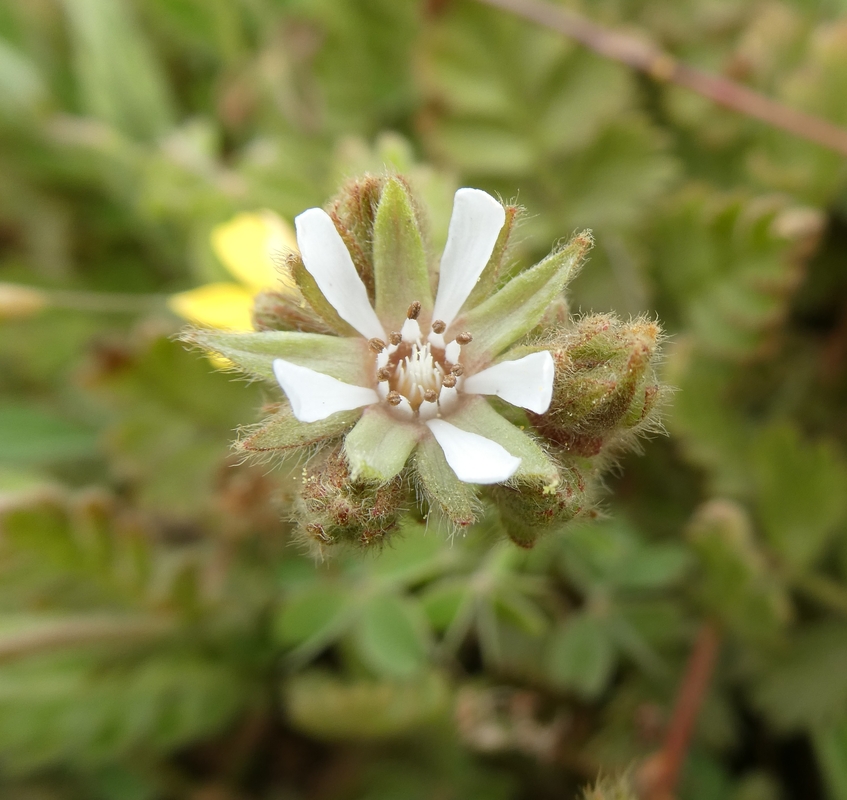 Horkelia marinensis