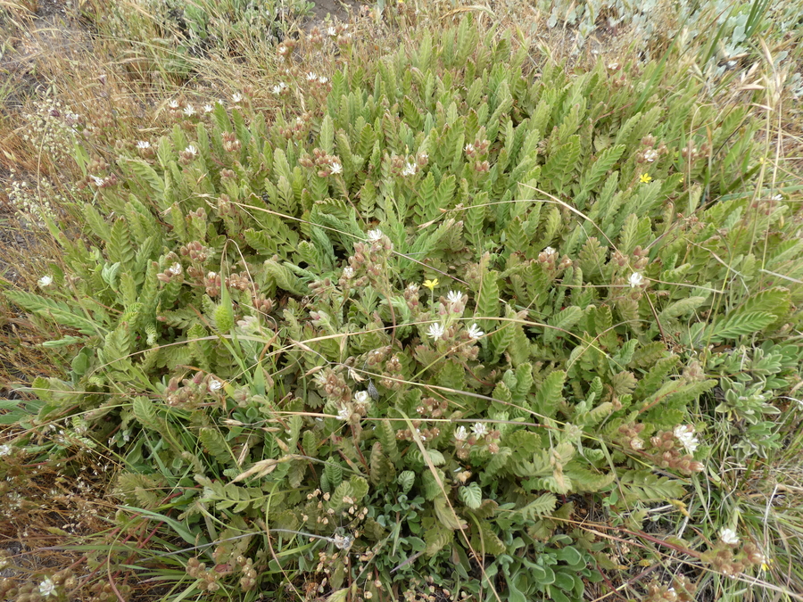 Horkelia marinensis