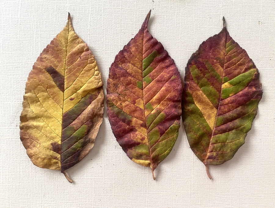 Fraxinus americana