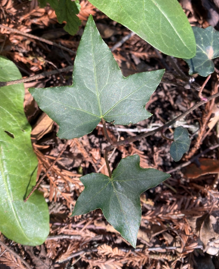 Hedera helix
