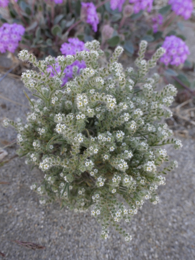 Johnstonella angustifolia Johnstonella angustifolia