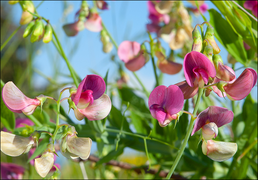 Lathyrus latifolius