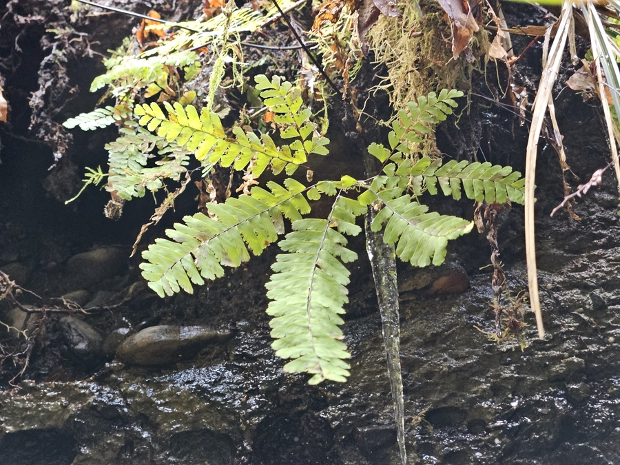 Adiantum aleuticum var. aleuticum